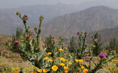Aromaterapia desde la Cosmovisión Andina: Un Viaje Espiritual de Sanación y Magia